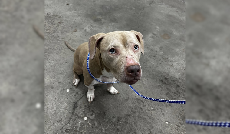 Gahanna Police Reunite Adventurous Dog with Family After Escapade at Sunpoint Park