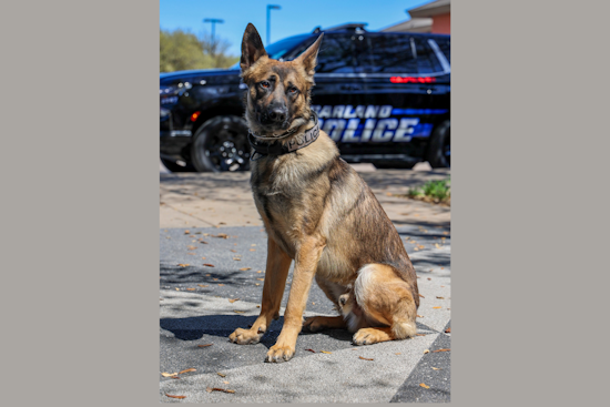 Garland Police Department Welcomes New K9 Officer Recon, Certified in Narcotics Detection and Patrol