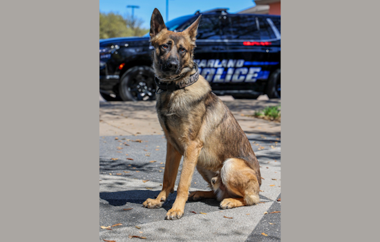 Garland Police Department Welcomes New K9 Officer Recon, Certified in Narcotics Detection and Patrol
