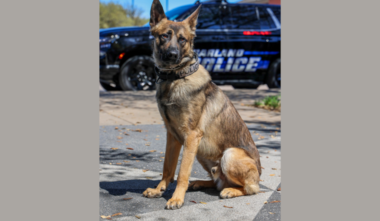 Garland Police Department Welcomes New K9 Officer Recon, Certified in Narcotics Detection and Patrol