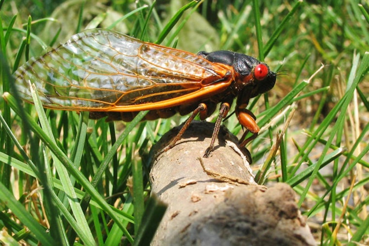 Georgia Braces for Return of Brood XIV Cicadas After 17 Years