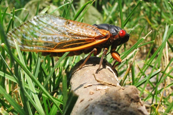 Georgia Braces for Return of Brood XIV Cicadas After 17 Years