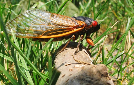 Georgia Braces for Return of Brood XIV Cicadas After 17 Years