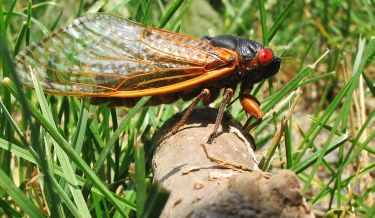 Georgia Braces for Return of Brood XIV Cicadas After 17 Years