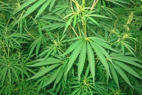 Georgia Senate Passes Bills to Rein in Hemp Products and THC-infused Drinks Amid Cannabis Regulation Debate