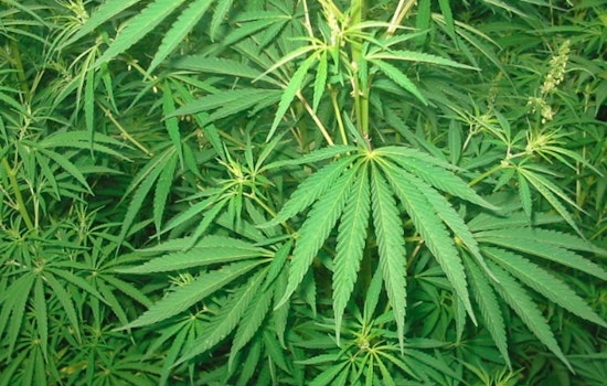 Georgia Senate Passes Bills to Rein in Hemp Products and THC-infused Drinks Amid Cannabis Regulation Debate