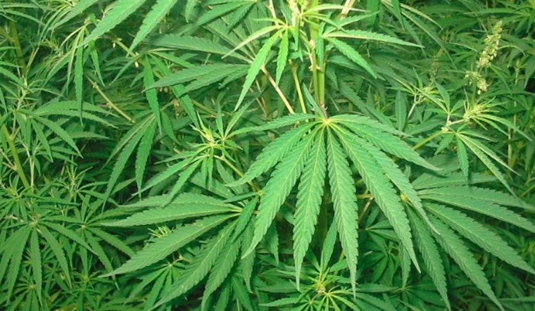 Georgia Senate Passes Bills to Rein in Hemp Products and THC-infused Drinks Amid Cannabis Regulation Debate