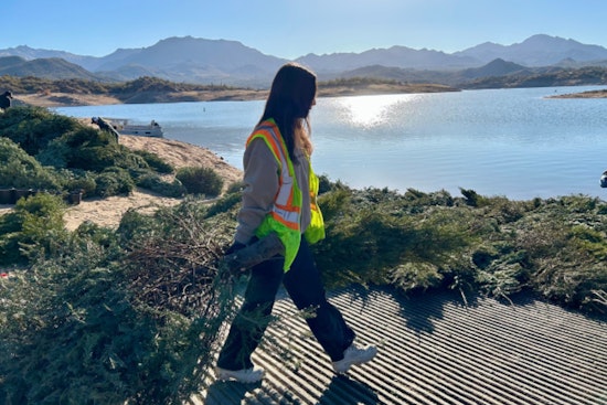 Gilbert's Christmas Tree Recycling Program Transforms Holiday Waste into Ecological Wins