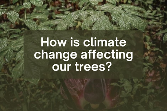 Hamilton Tree Board and Butler County OSU Extension to Host Free Climate Change and Tree Impact Session on March 25