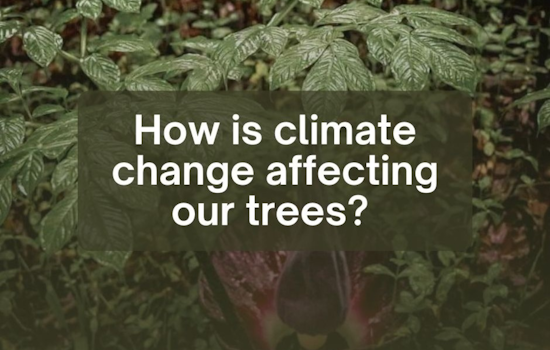 Hamilton Tree Board and Butler County OSU Extension to Host Free Climate Change and Tree Impact Session on March 25