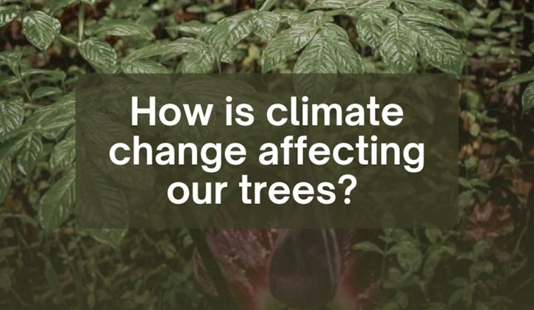 Hamilton Tree Board and Butler County OSU Extension to Host Free Climate Change and Tree Impact Session on March 25