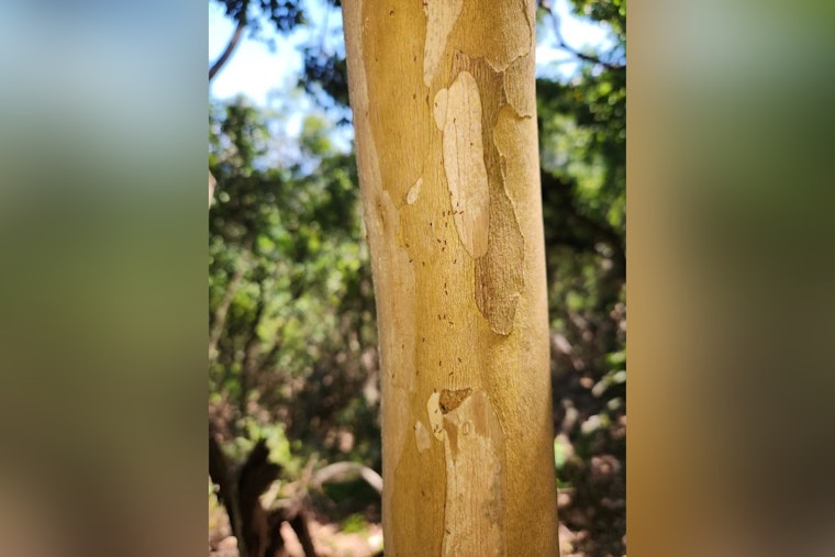 Hauʻula Forest Reserve Closes Trails to Combat Invasive Little Fire Ant Infestation