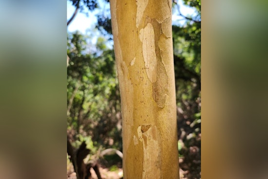 Hauʻula Forest Reserve Closes Trails to Combat Invasive Little Fire Ant Infestation