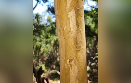 Hauʻula Forest Reserve Closes Trails to Combat Invasive Little Fire Ant Infestation