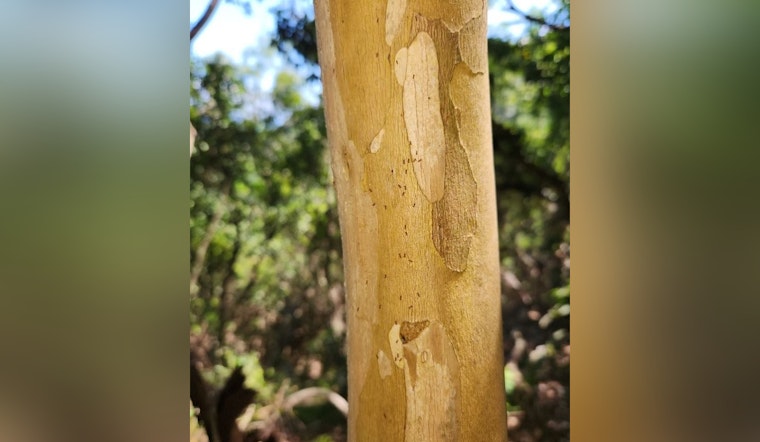 Hauʻula Forest Reserve Closes Trails to Combat Invasive Little Fire Ant Infestation