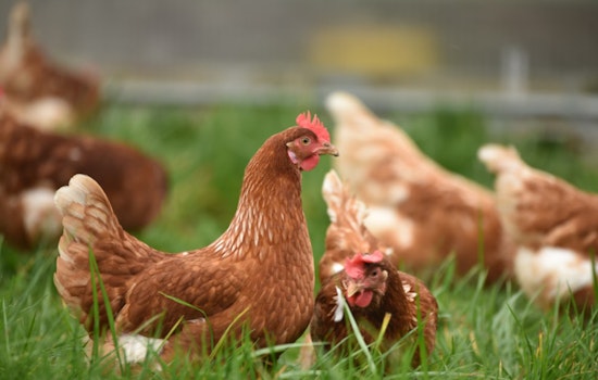 Hawai‘i Extends Interisland Transport Suspension for Poultry to Curb Bird Flu Risk