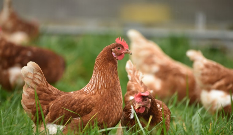 Hawai‘i Extends Interisland Transport Suspension for Poultry to Curb Bird Flu Risk
