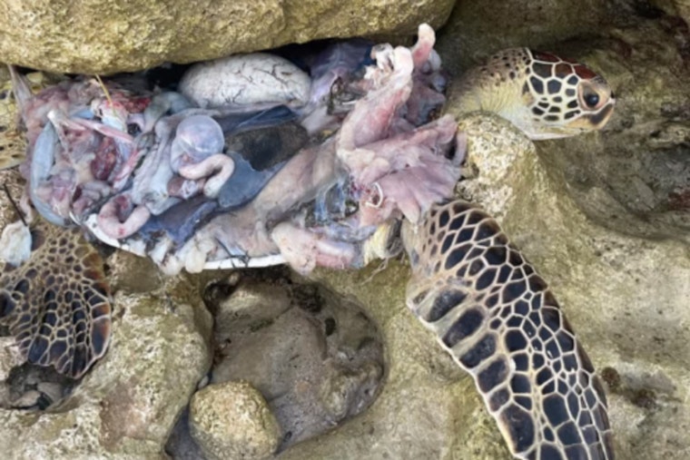 Hawaii Officials Urge Public to Use DLNRTipApp After Viral Photo of Slain Sea Turtle Spurs Outrage but No Leads