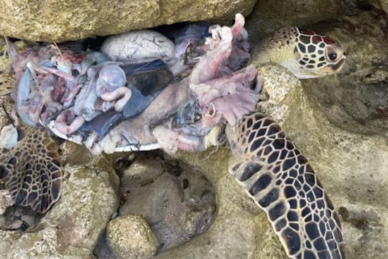 Hawaii Officials Urge Public to Use DLNRTipApp After Viral Photo of Slain Sea Turtle Spurs Outrage but No Leads