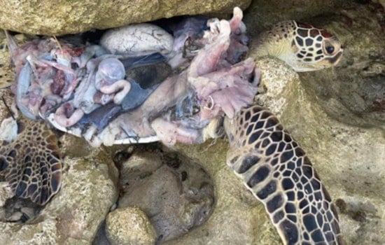 Hawaii Officials Urge Public to Use DLNRTipApp After Viral Photo of Slain Sea Turtle Spurs Outrage but No Leads