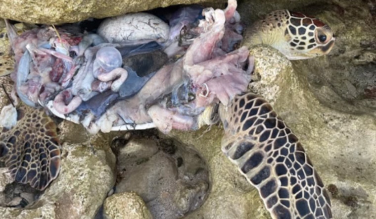 Hawaii Officials Urge Public to Use DLNRTipApp After Viral Photo of Slain Sea Turtle Spurs Outrage but No Leads