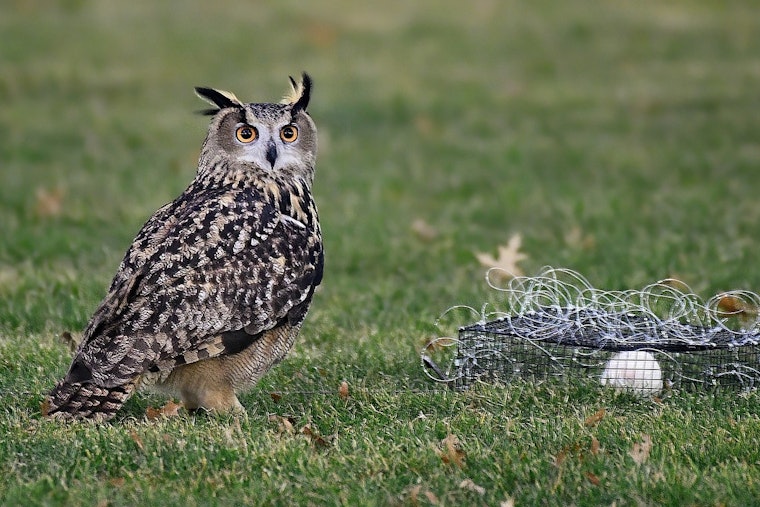 HBO Documentary to Unveil Full Story of Flaco, NYC's Famed Escaped Owl