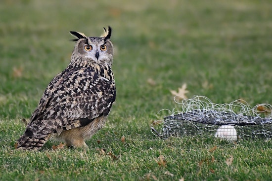 HBO Documentary to Unveil Full Story of Flaco, NYC's Famed Escaped Owl
