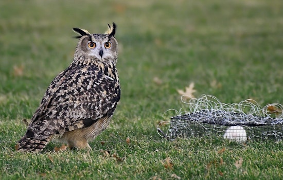 HBO Documentary to Unveil Full Story of Flaco, NYC's Famed Escaped Owl