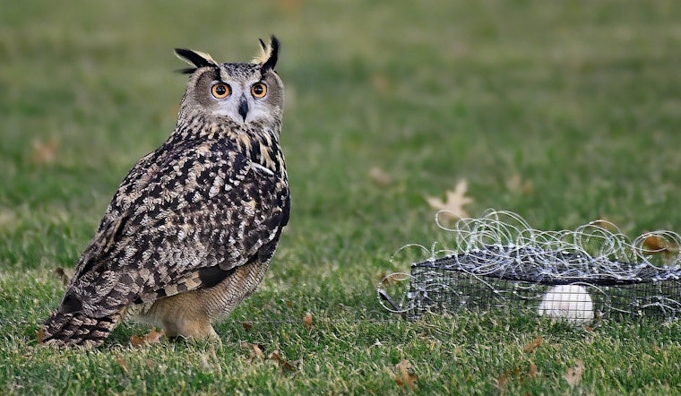 HBO Documentary to Unveil Full Story of Flaco, NYC's Famed Escaped Owl