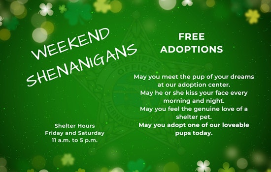 Hernando County Sheriff's Office Seeks Community Support in Wake of Animal Cruelty Case; Encourages Free Dog Adoptions