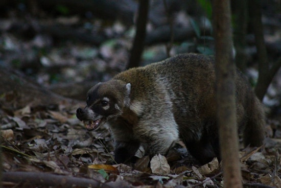 Hiker in Cochise County Attacked by Wild Coatimundi in Ash Canyon, South of Sierra Vista