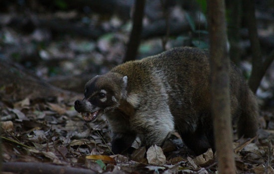 Hiker in Cochise County Attacked by Wild Coatimundi in Ash Canyon, South of Sierra Vista