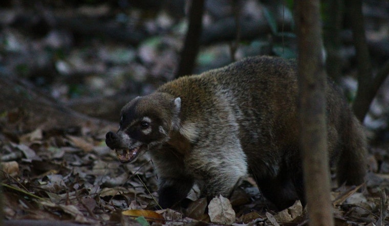 Hiker in Cochise County Attacked by Wild Coatimundi in Ash Canyon, South of Sierra Vista