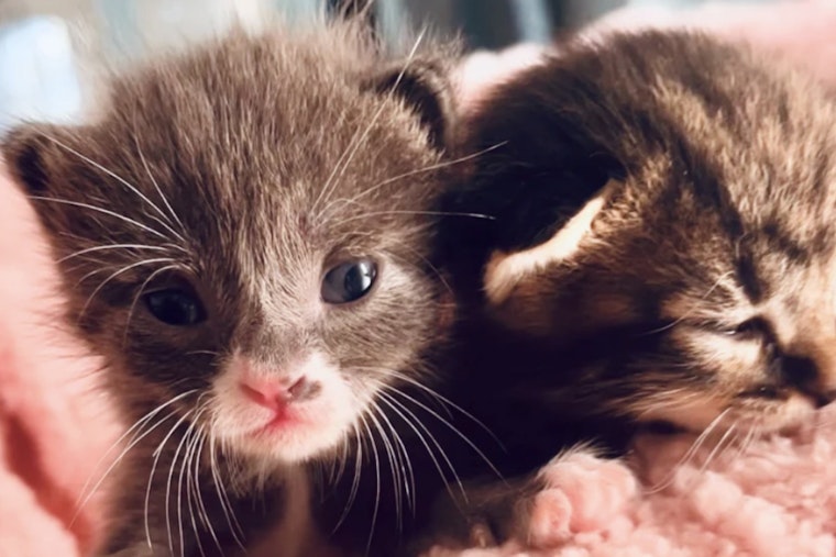 Hillsborough County Gears Up for Annual Kitten Baby Shower Amid Rising Seasonal Population