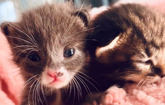 Hillsborough County Gears Up for Annual Kitten Baby Shower Amid Rising Seasonal Population