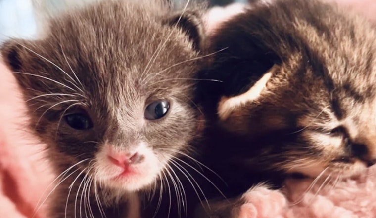 Hillsborough County Gears Up for Annual Kitten Baby Shower Amid Rising Seasonal Population