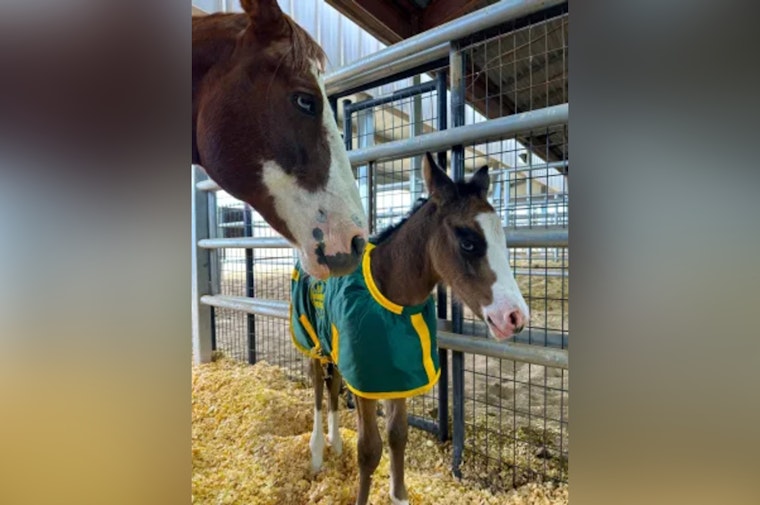 Historic Milestone, Big Bend Sector's U.S. Border Patrol Welcomes First Foal, Dolly, to Horse Patrol Unit