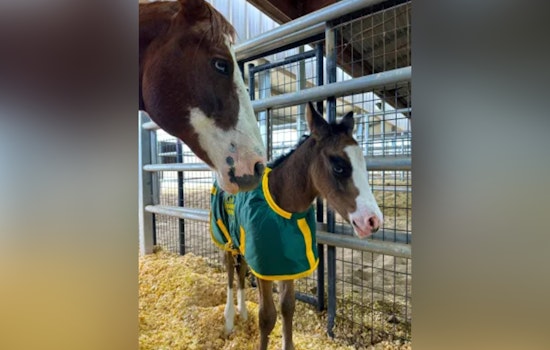 Historic Milestone, Big Bend Sector's U.S. Border Patrol Welcomes First Foal, Dolly, to Horse Patrol Unit