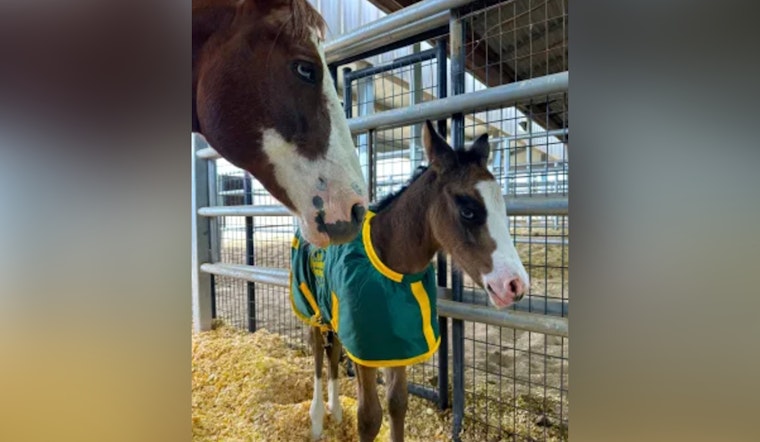 Historic Milestone, Big Bend Sector's U.S. Border Patrol Welcomes First Foal, Dolly, to Horse Patrol Unit