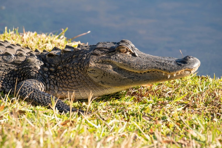Hollywood Golf Course Home to Wandering Crocodile, Locals Urge Caution