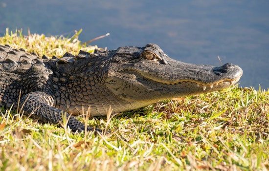 Hollywood Golf Course Home to Wandering Crocodile, Locals Urge Caution