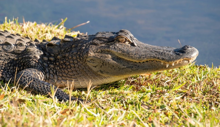 Hollywood Golf Course Home to Wandering Crocodile, Locals Urge Caution
