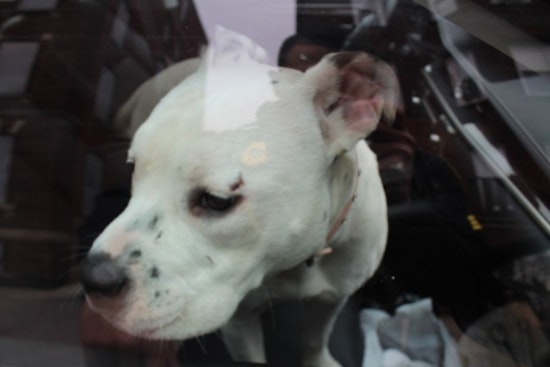 Holyoke Police Arrest Suspects Accused of Burglary and Stealing Dogs in Home Invasion