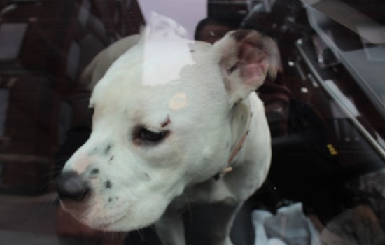Holyoke Police Arrest Suspects Accused of Burglary and Stealing Dogs in Home Invasion