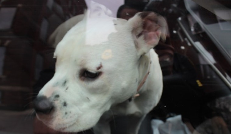 Holyoke Police Arrest Suspects Accused of Burglary and Stealing Dogs in Home Invasion