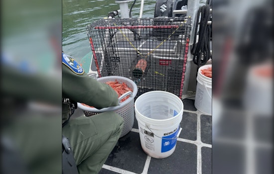 Hood Canal Shrimp Poacher Sentenced to Home Monitoring in Jefferson County