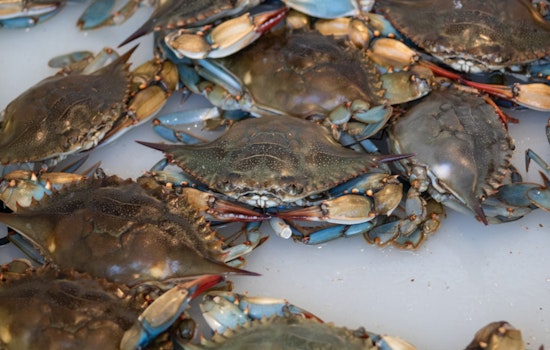 Houma and Chauvin Residents Cited for Alleged Commercial Crabbing Violations in Terrebonne Parish