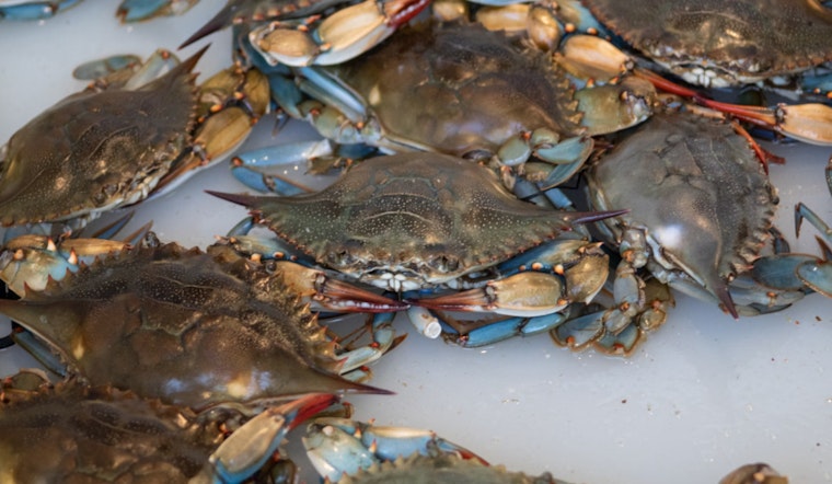 Houma and Chauvin Residents Cited for Alleged Commercial Crabbing Violations in Terrebonne Parish
