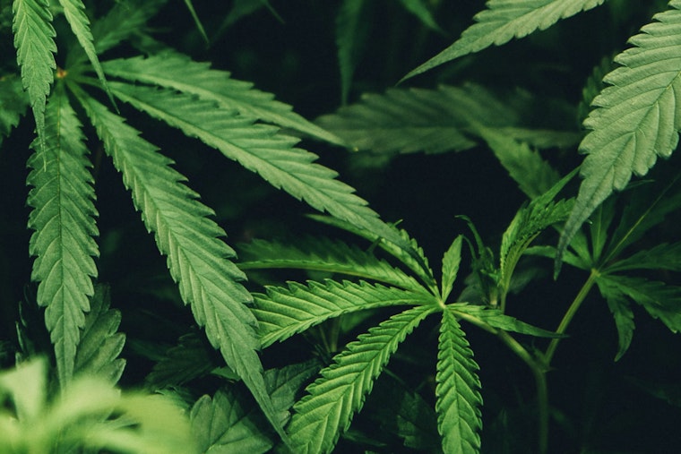 Indiana Senate Committee Advances Bill to Ban Marijuana Billboard Ads Amid Legalization Debates