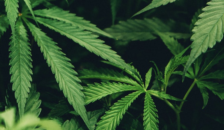 Indiana Senate Committee Advances Bill to Ban Marijuana Billboard Ads Amid Legalization Debates